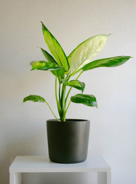 planta de interior dieffenbachia Diana (Dieffenbachia L) | Planta a Domicilio