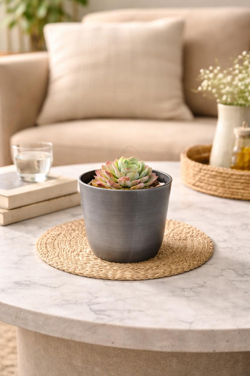 Echeveria Strawberry Heart