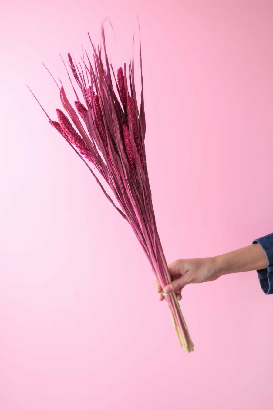 SETAREA ITALICA FUCSIA