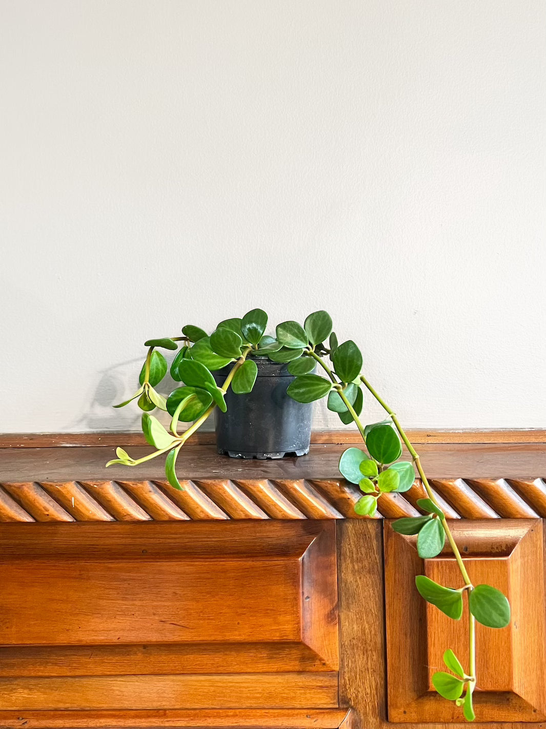 Esperanza (Peperomia Hope) - Macetero Plástico
