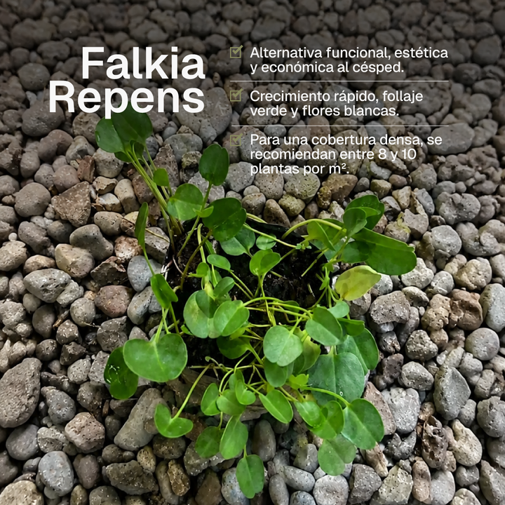 Falkia Repens