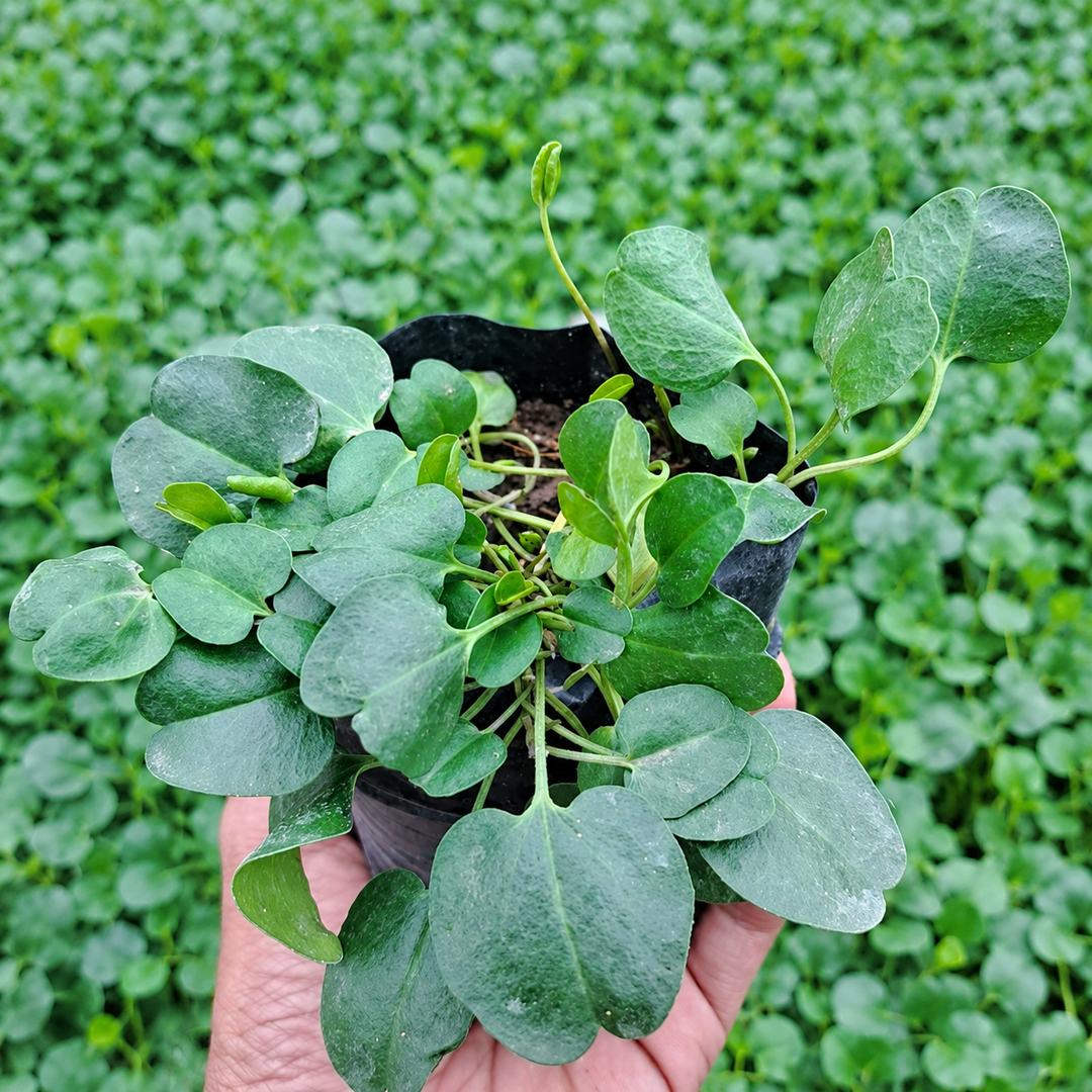 Falkia Repens