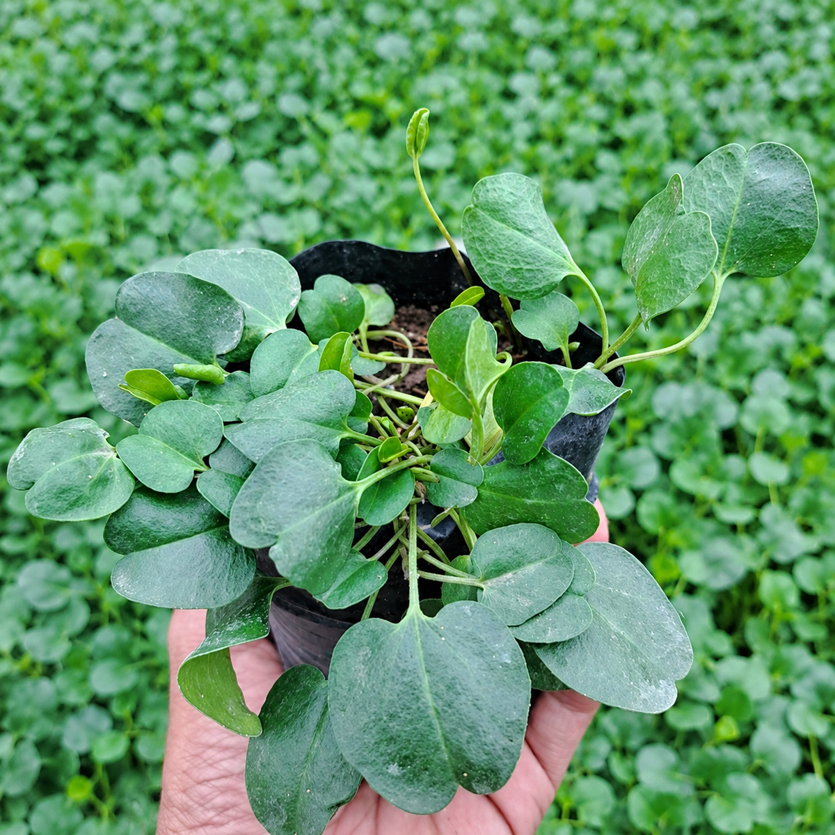 Falkia Repens