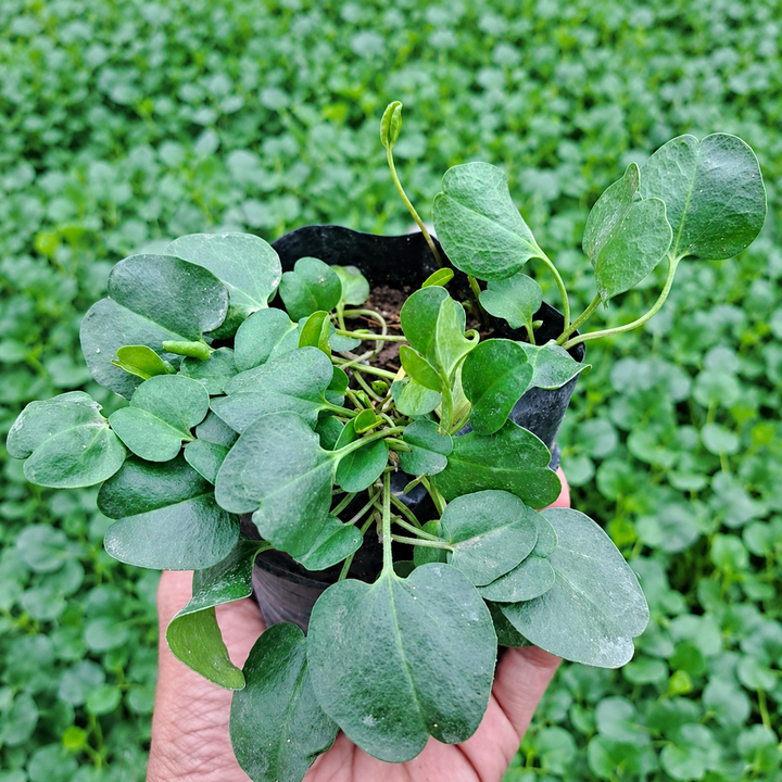 Falkia Repens