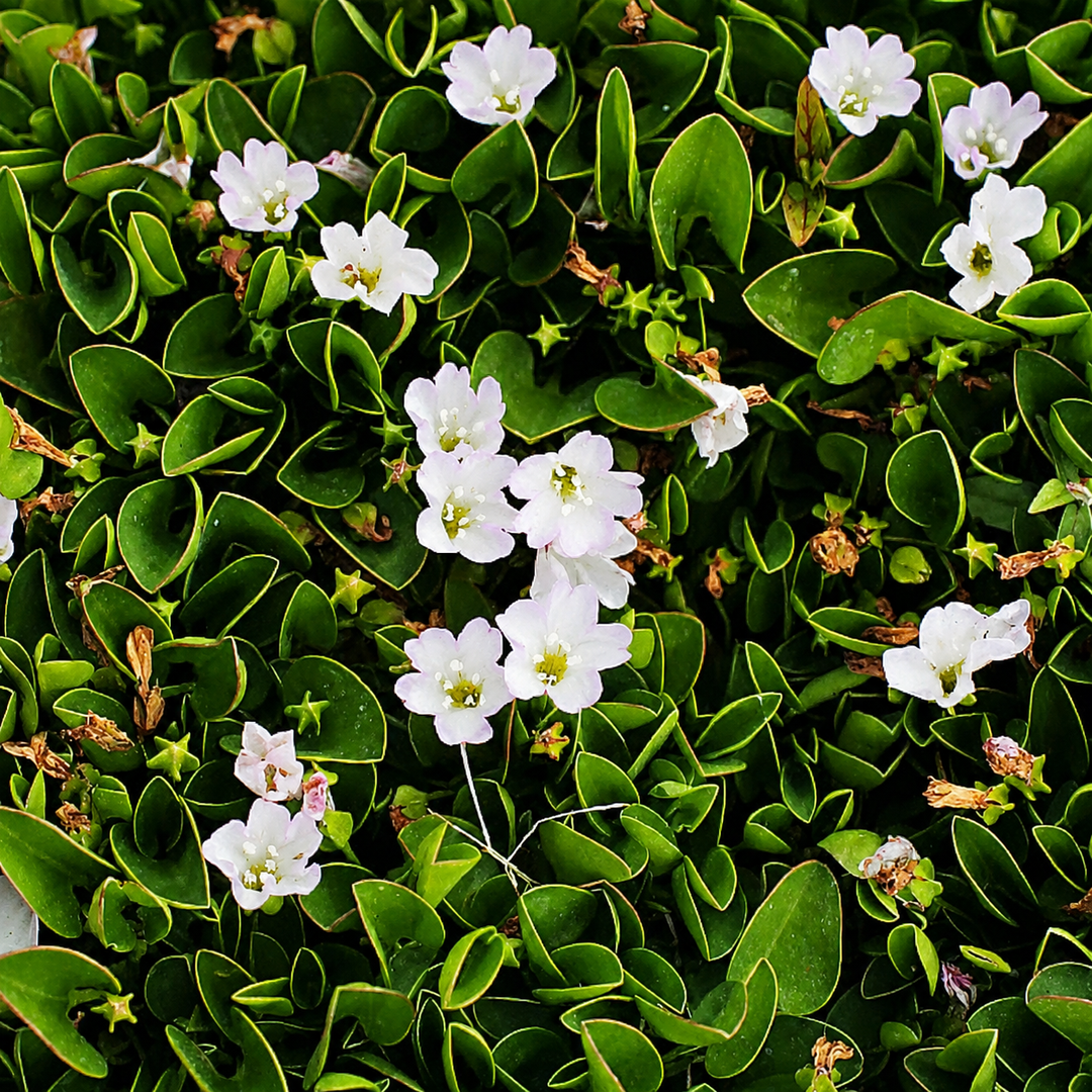 Falkia Repens
