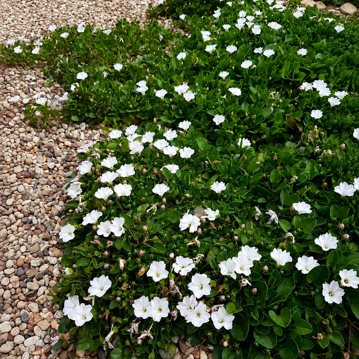 Falkia Repens