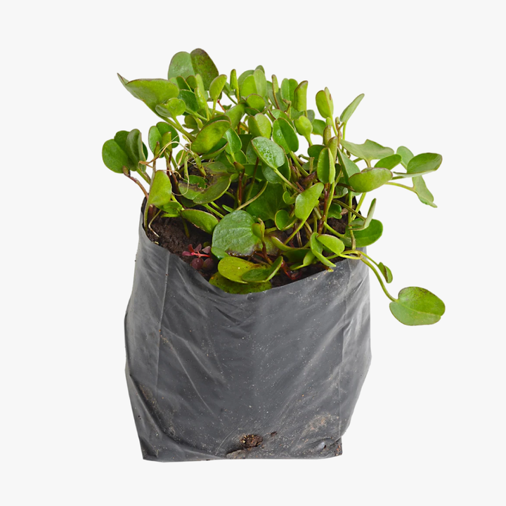 Falkia Repens
