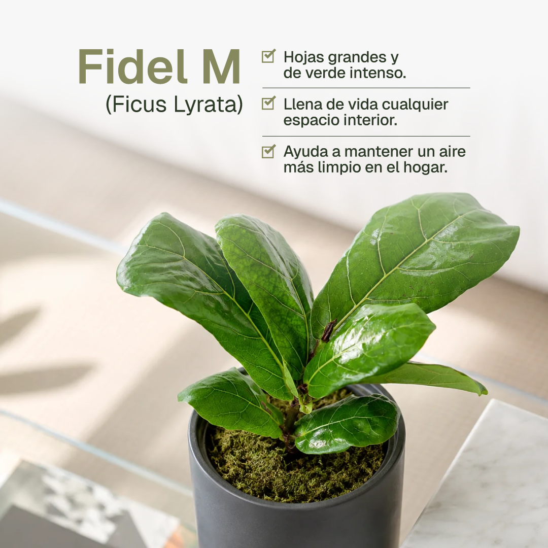 Fidel M (Ficus Lyrata)