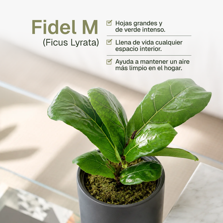 Fidel M (Ficus Lyrata)