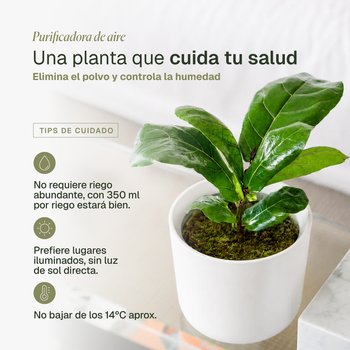 Fidel M (Ficus Lyrata)