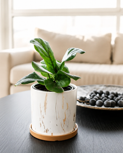 Fidel M (Ficus Lyrata)