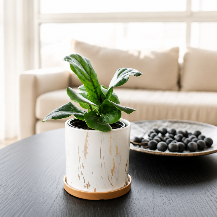 Fidel M (Ficus Lyrata)