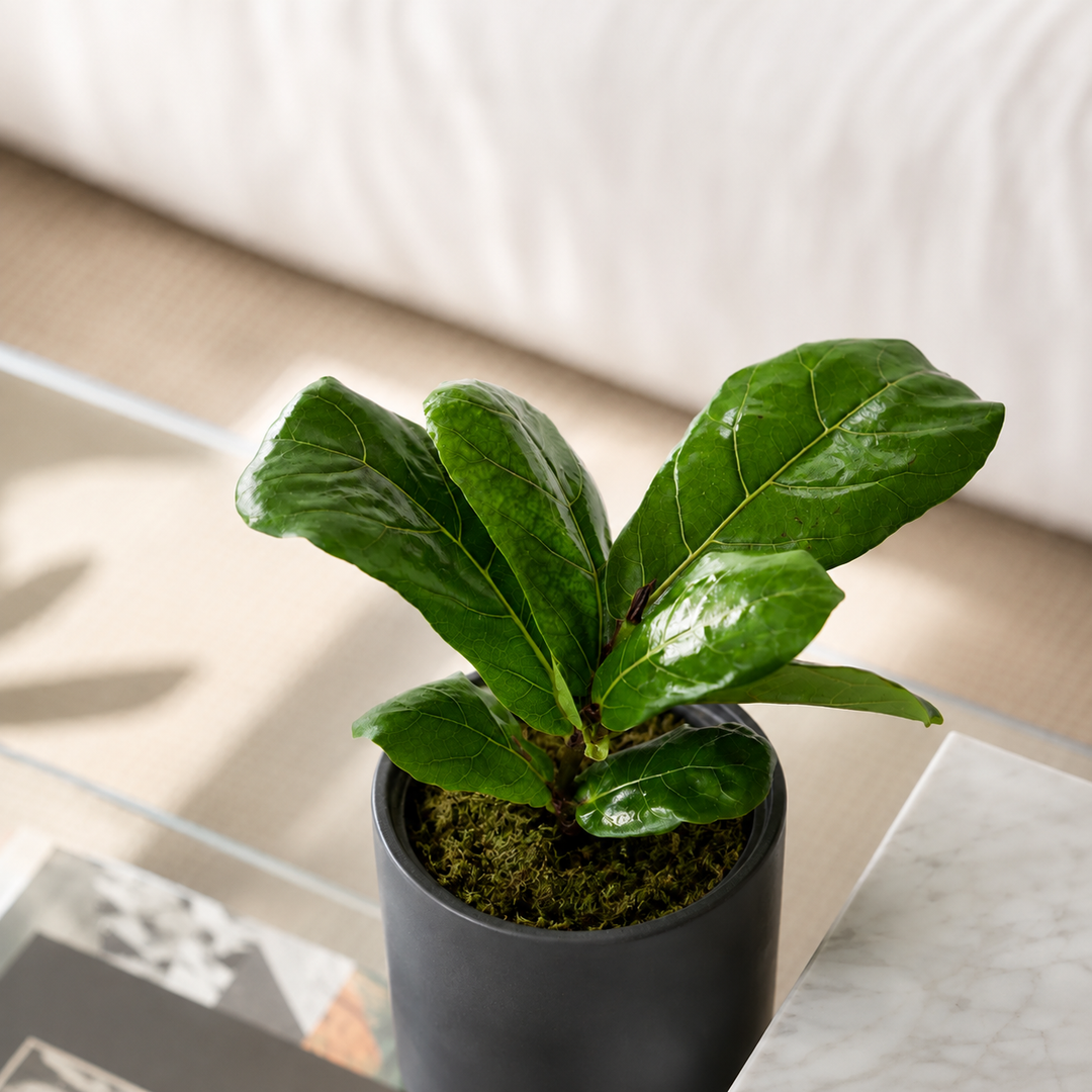 Fidel M (Ficus Lyrata)
