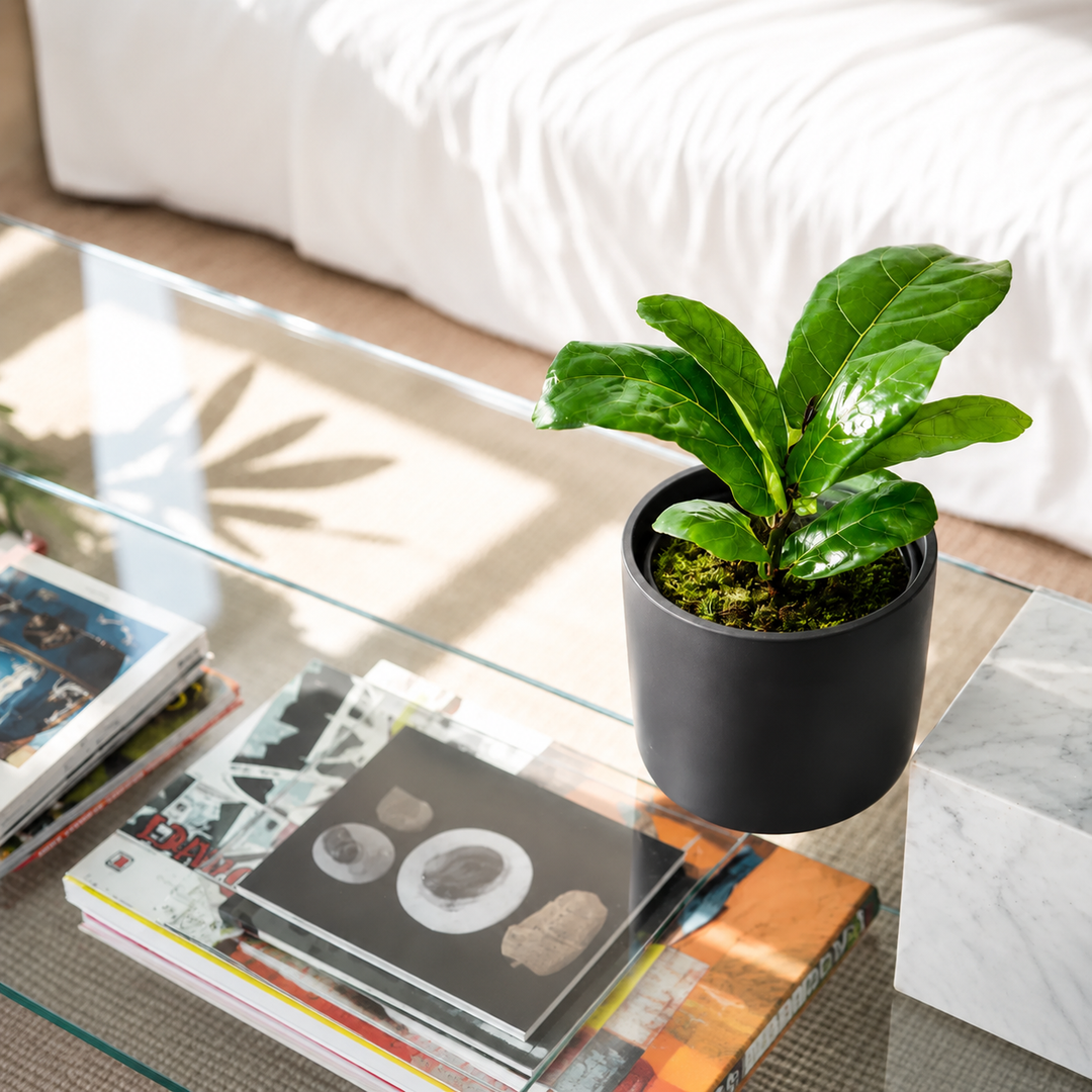 Fidel M (Ficus Lyrata)