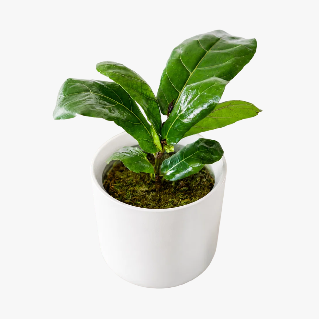 Fidel M (Ficus Lyrata)