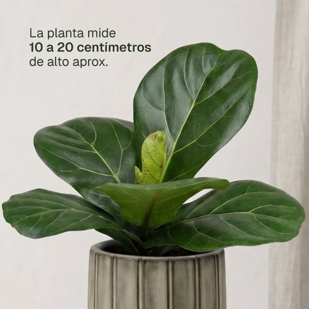 Fidel M (Ficus Lyrata)