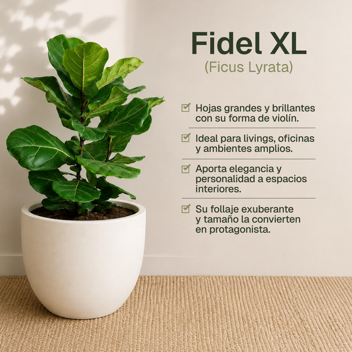 Fidel XL (Ficus Lyrata)