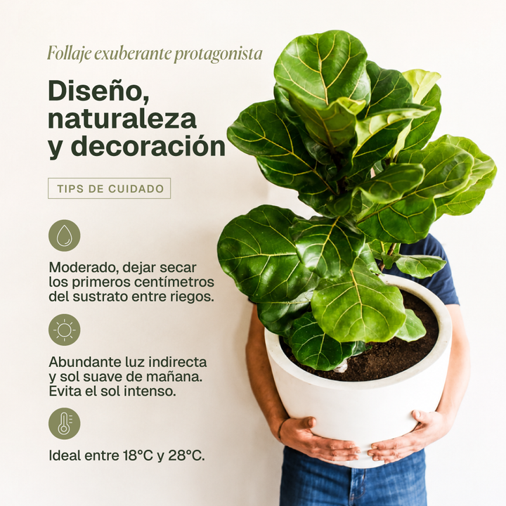 Fidel XL (Ficus Lyrata)