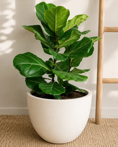 Fidel XL (Ficus Lyrata)