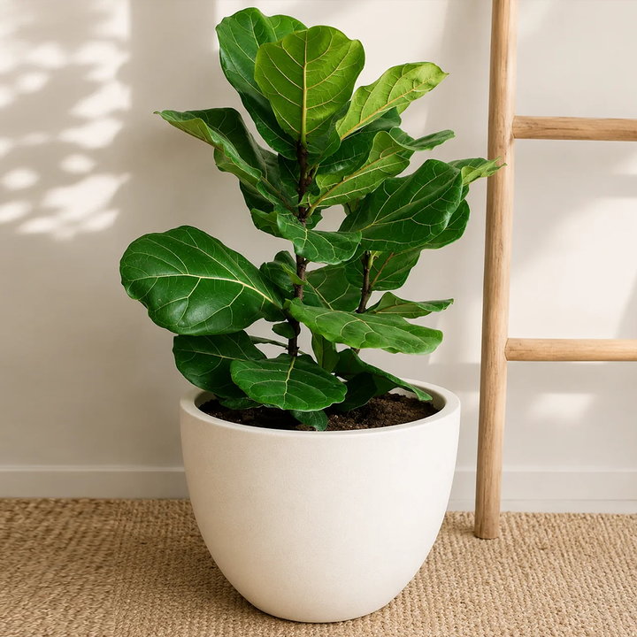 Fidel XL (Ficus Lyrata)