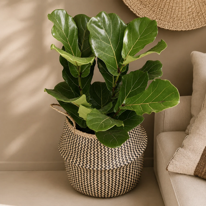 Fidel XL (Ficus Lyrata)
