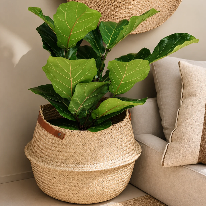 Fidel XL (Ficus Lyrata)
