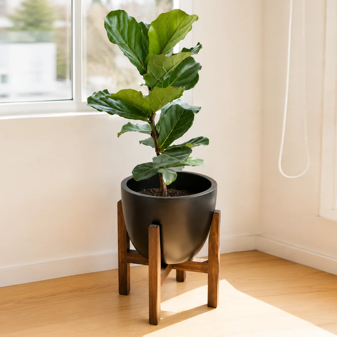 Fidel XL (Ficus Lyrata)