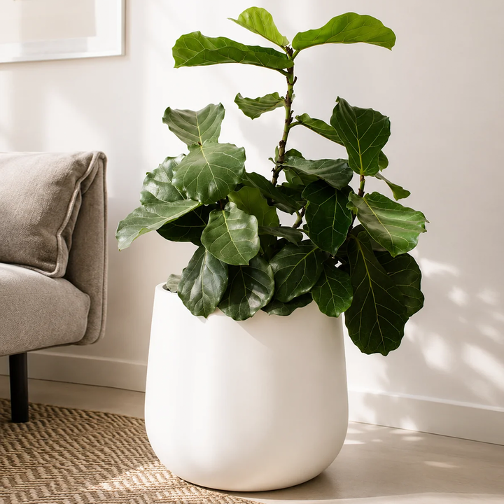 Fidel XL (Ficus Lyrata)