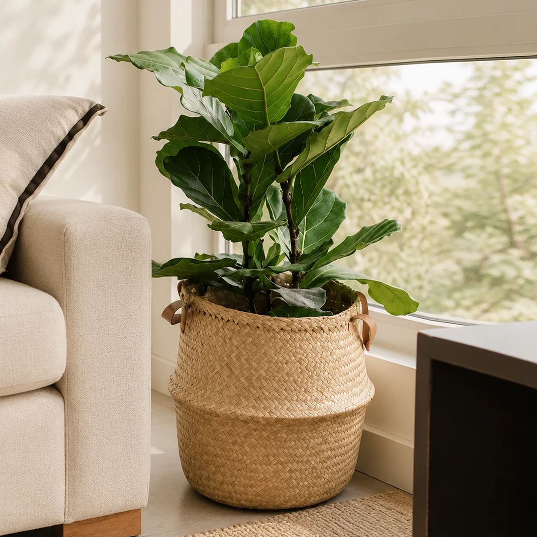 Fidel XL (Ficus Lyrata)