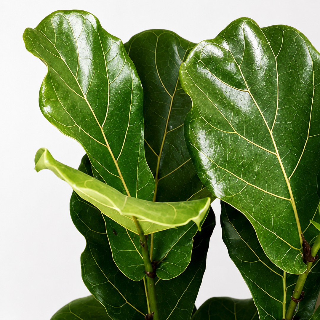 Fidel XL (Ficus Lyrata)