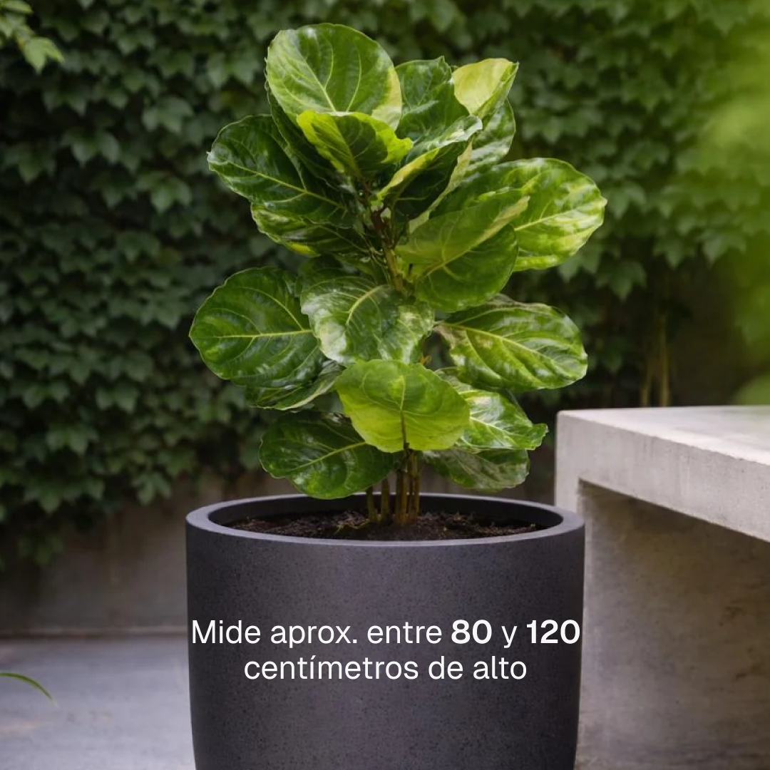 Fidel XL (Ficus Lyrata)