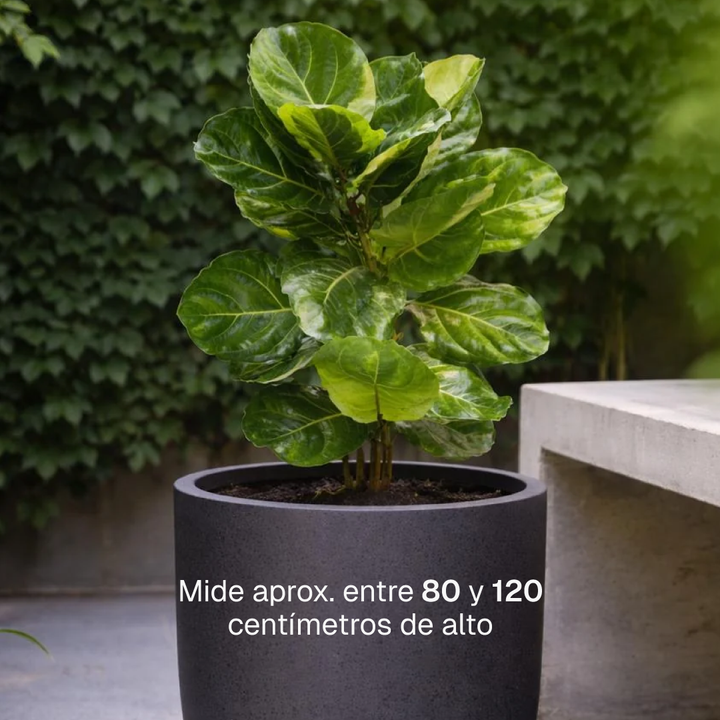 Fidel XL (Ficus Lyrata)