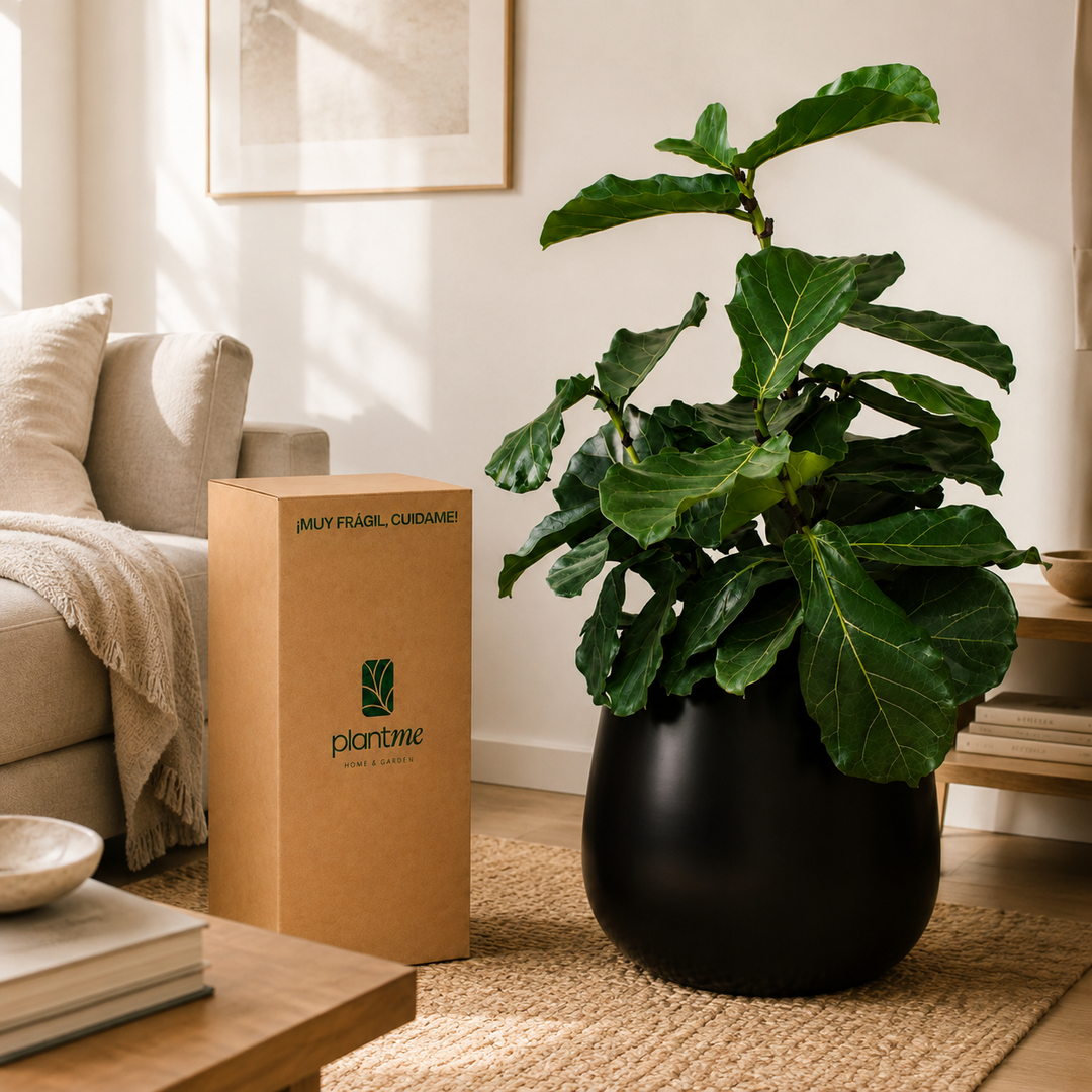 Fidel XL (Ficus Lyrata)