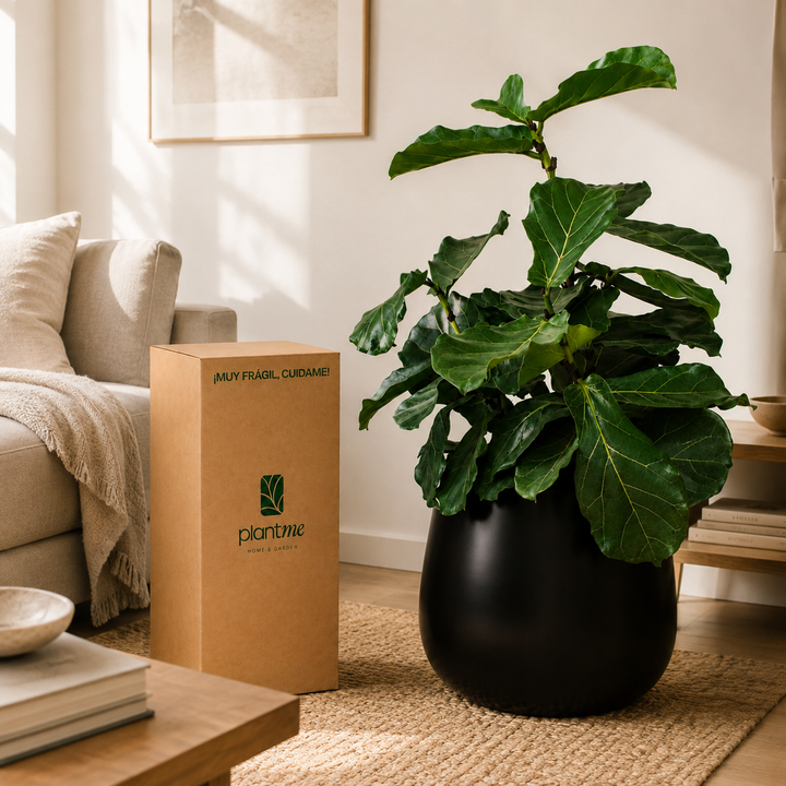 Fidel XL (Ficus Lyrata)