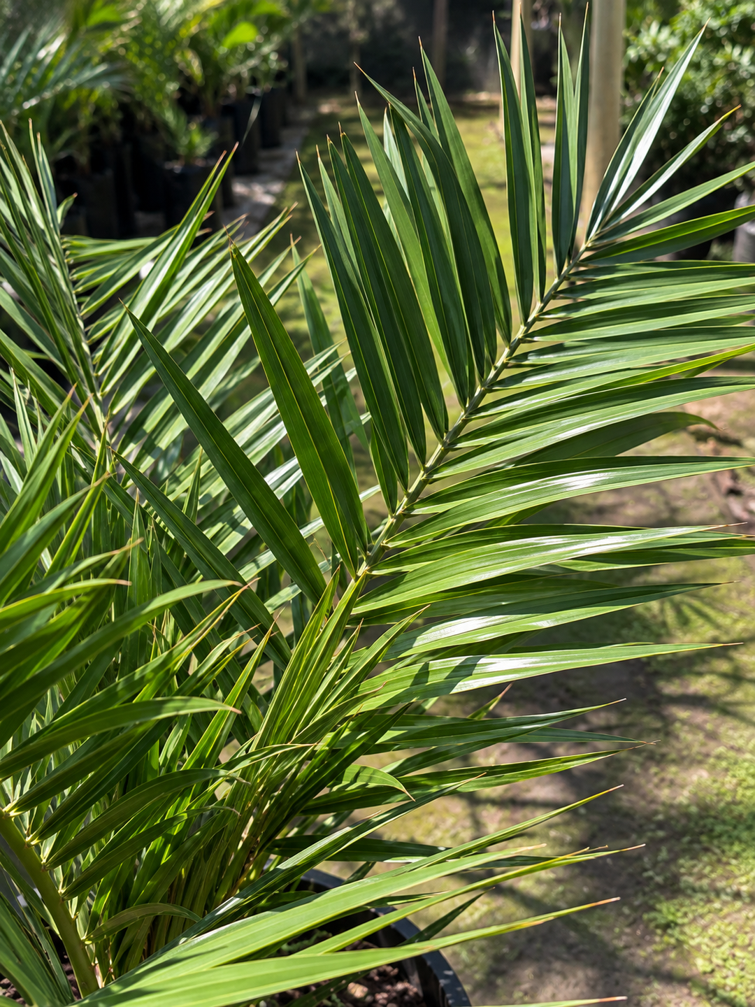Palmera Phoenix