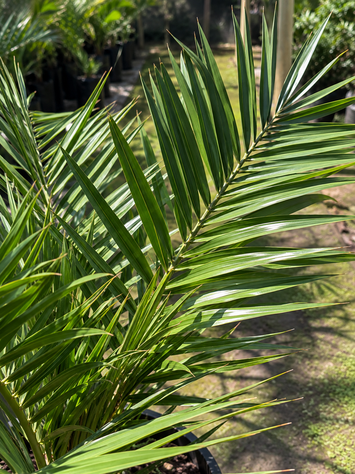 Palmera Phoenix