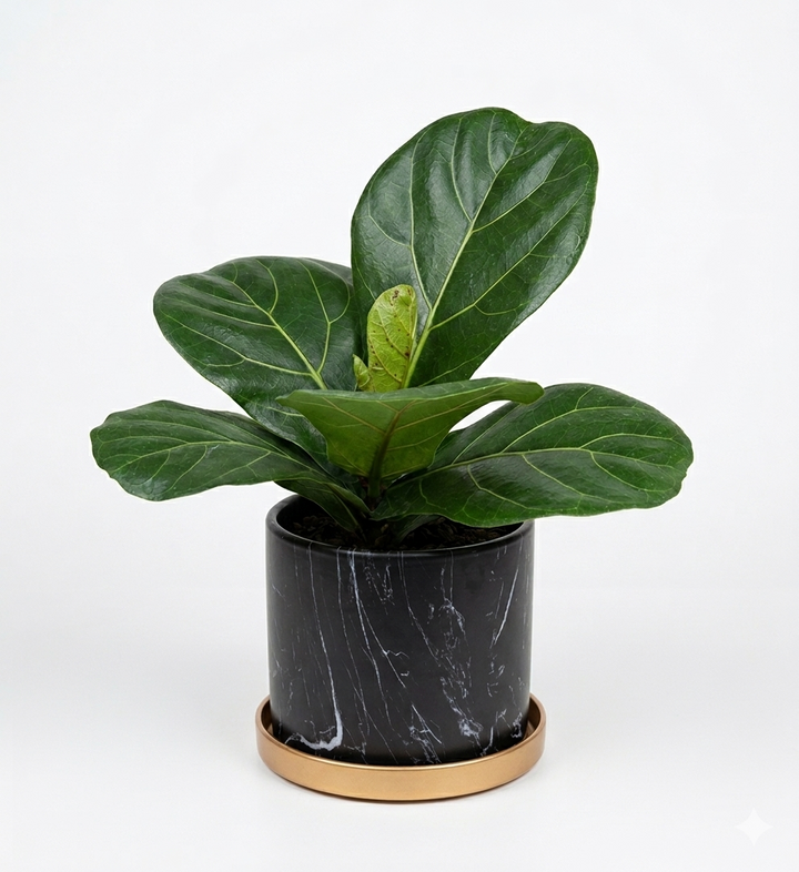 Fidel M (Ficus Lyrata)