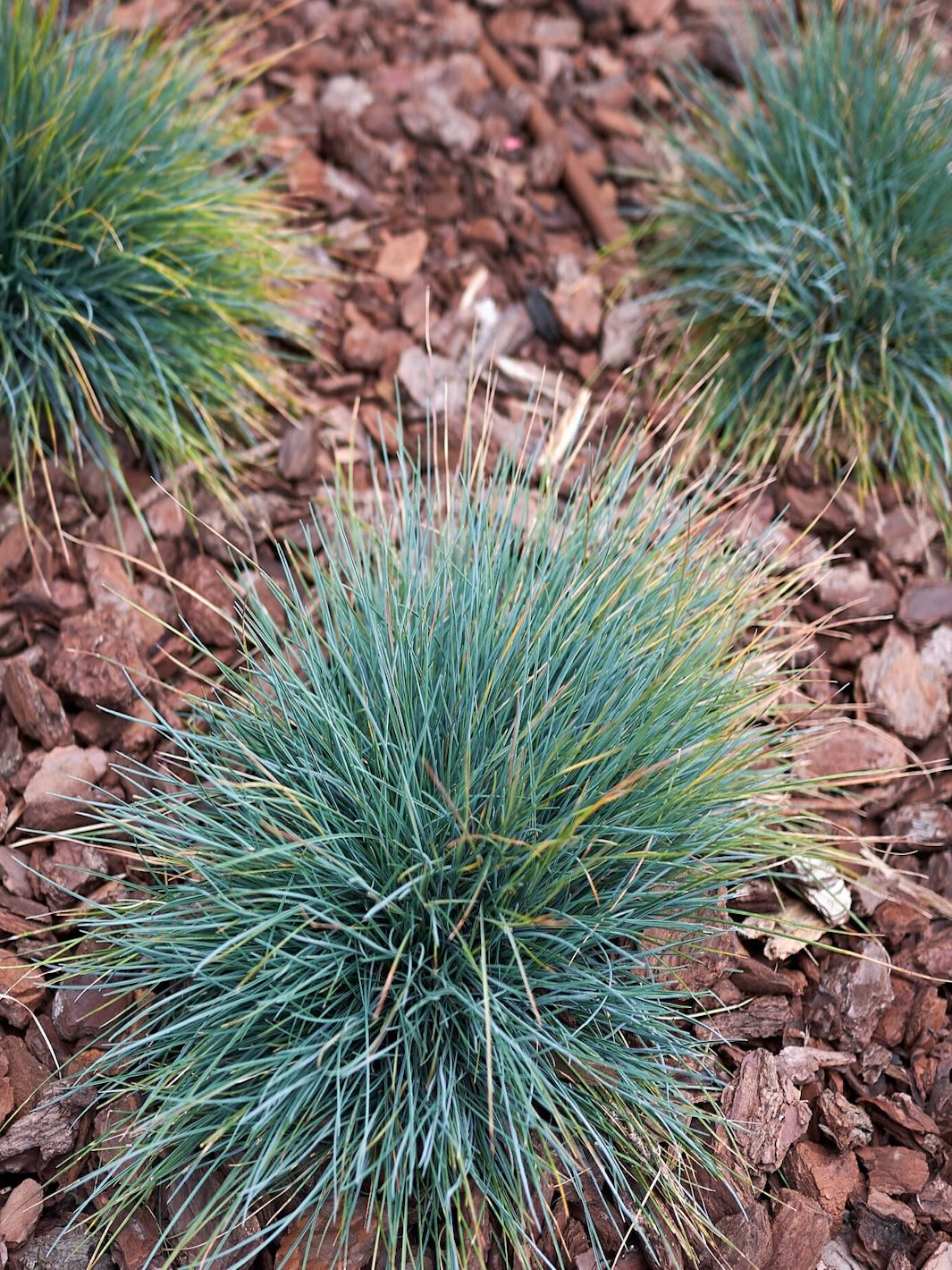 Festuca Glauca