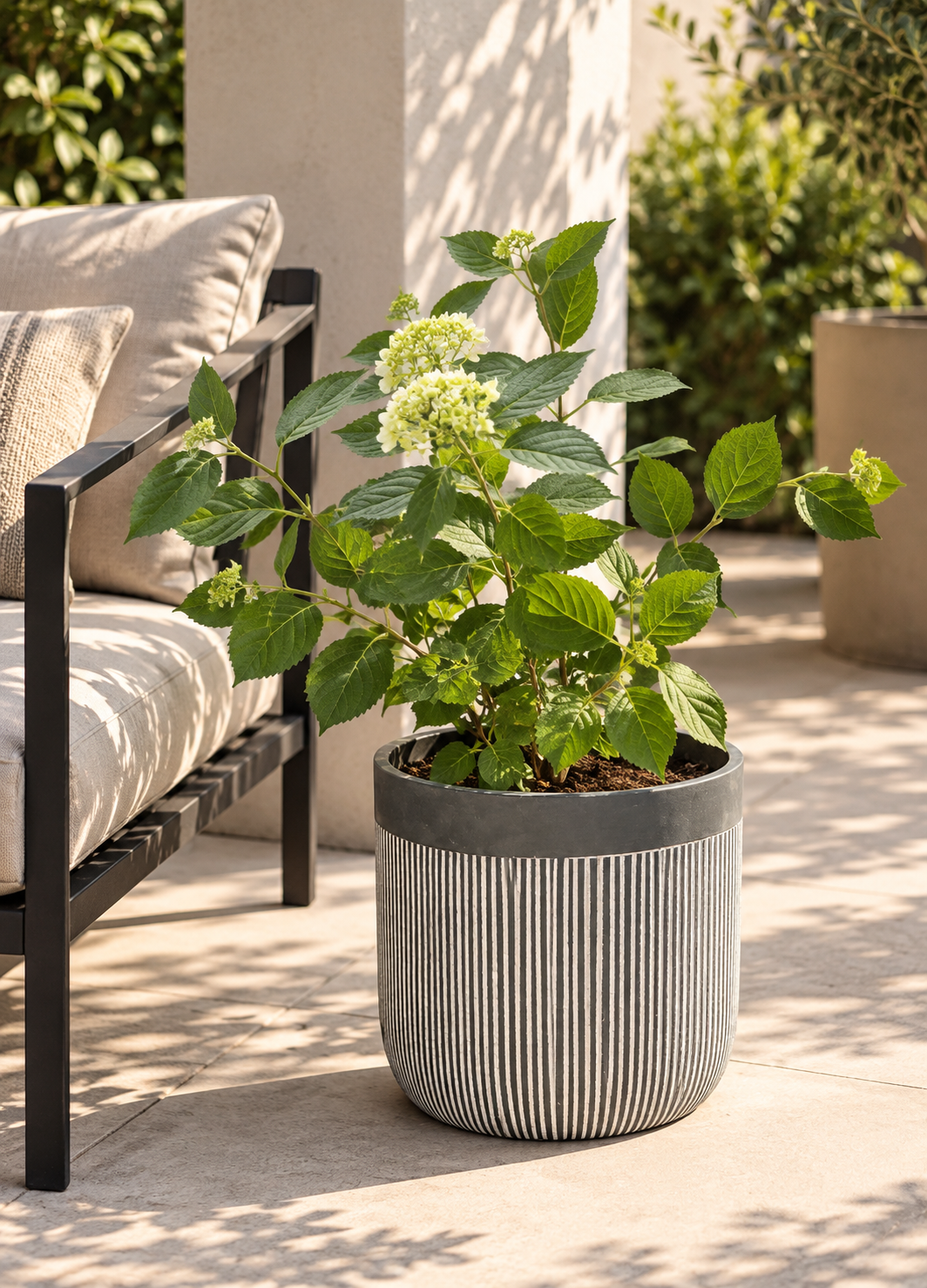 Hortensia L