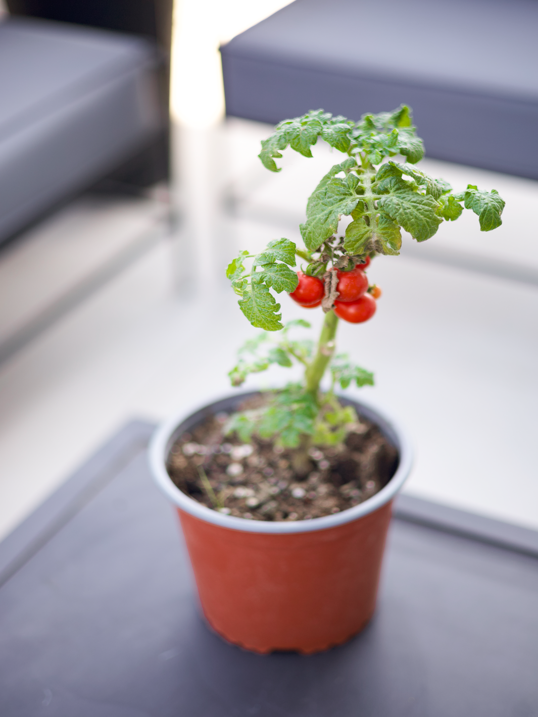Tomate Cherry - Macetero Plastico