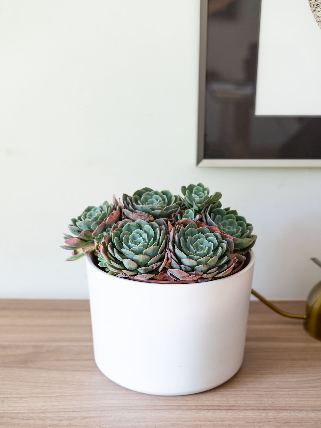Echeveria Elegans XL - Macetero Plástico