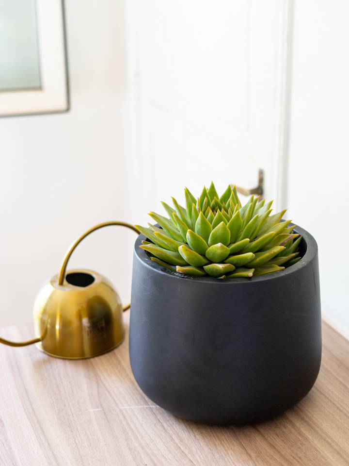 Echeveria Agavoides