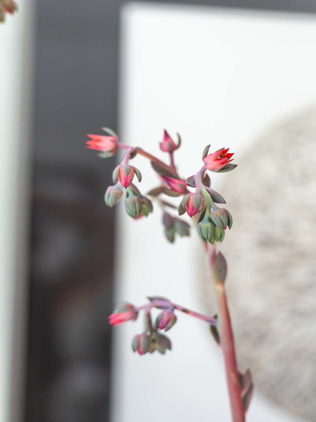 Echeveria Strawberry Heart