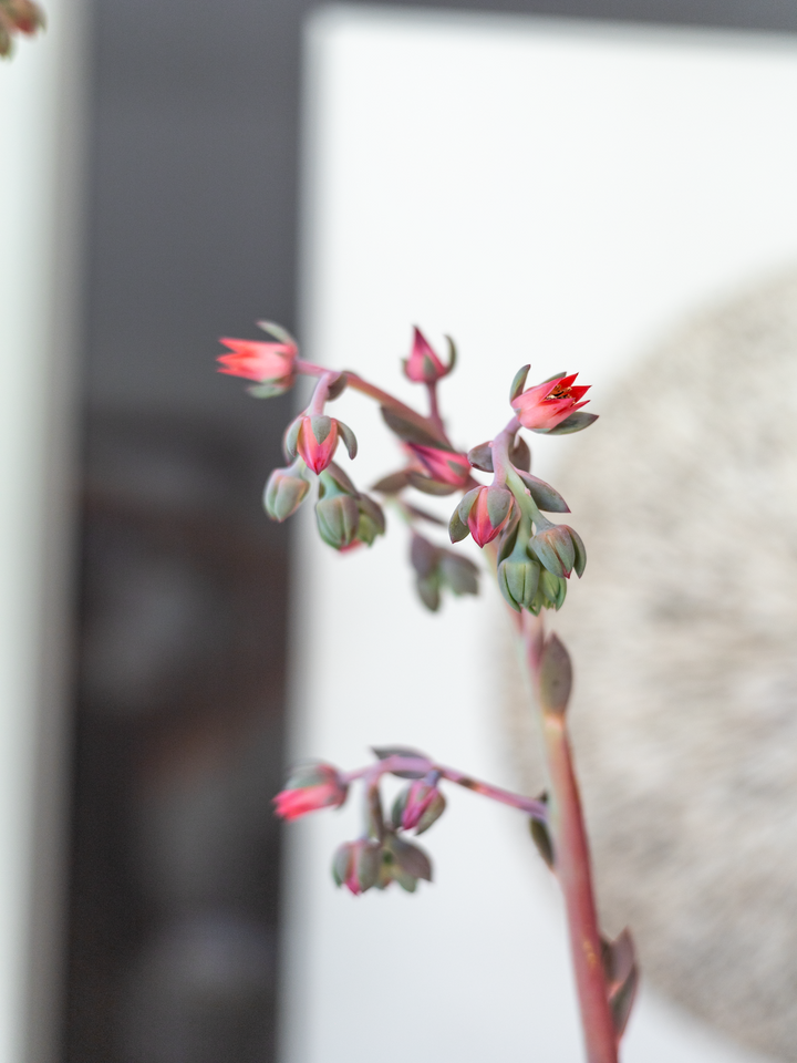 Echeveria Strawberry Heart