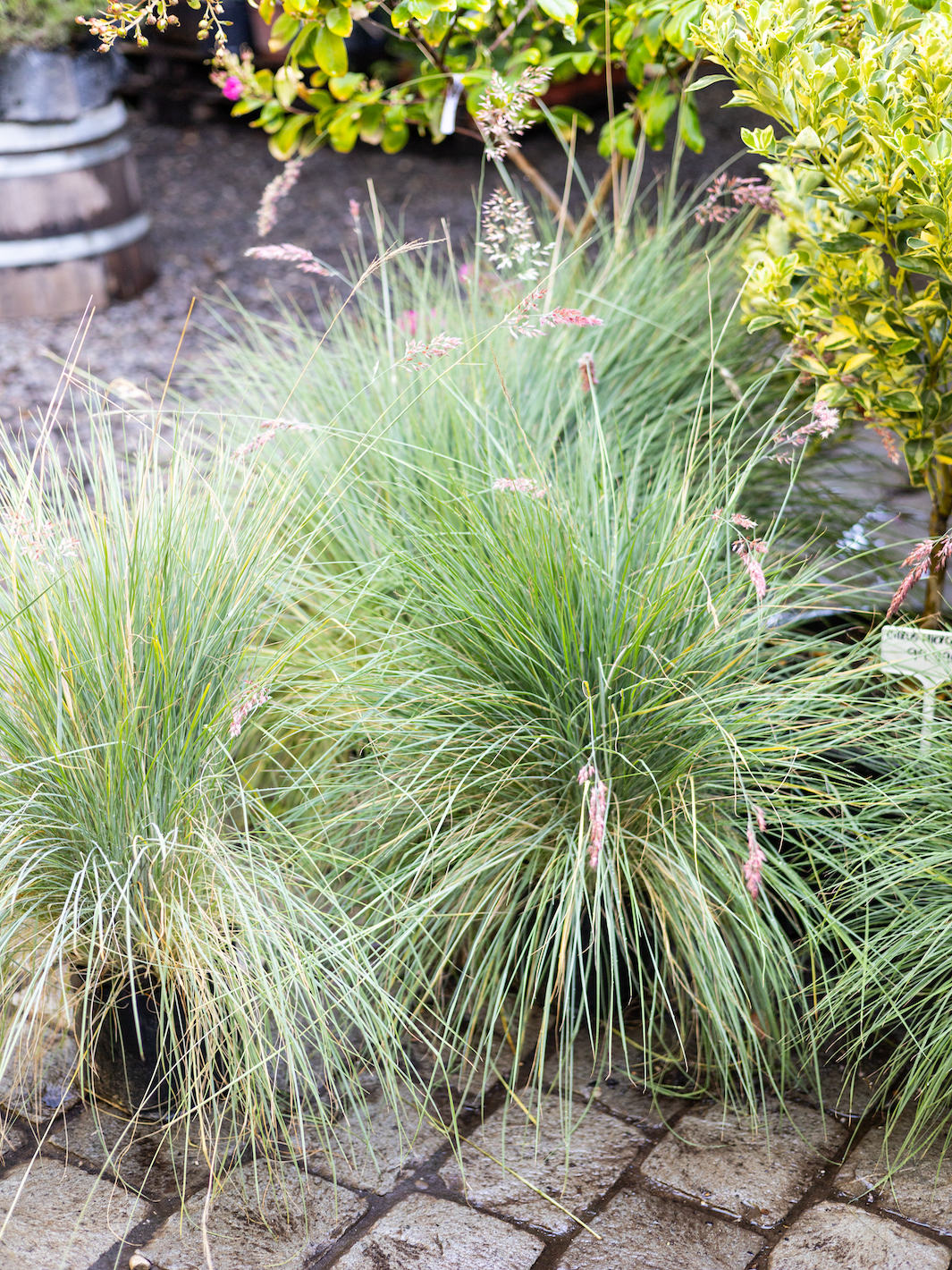 Ruby Grass - Macetero Plastico