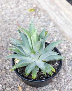 Agave Celsi Albicans