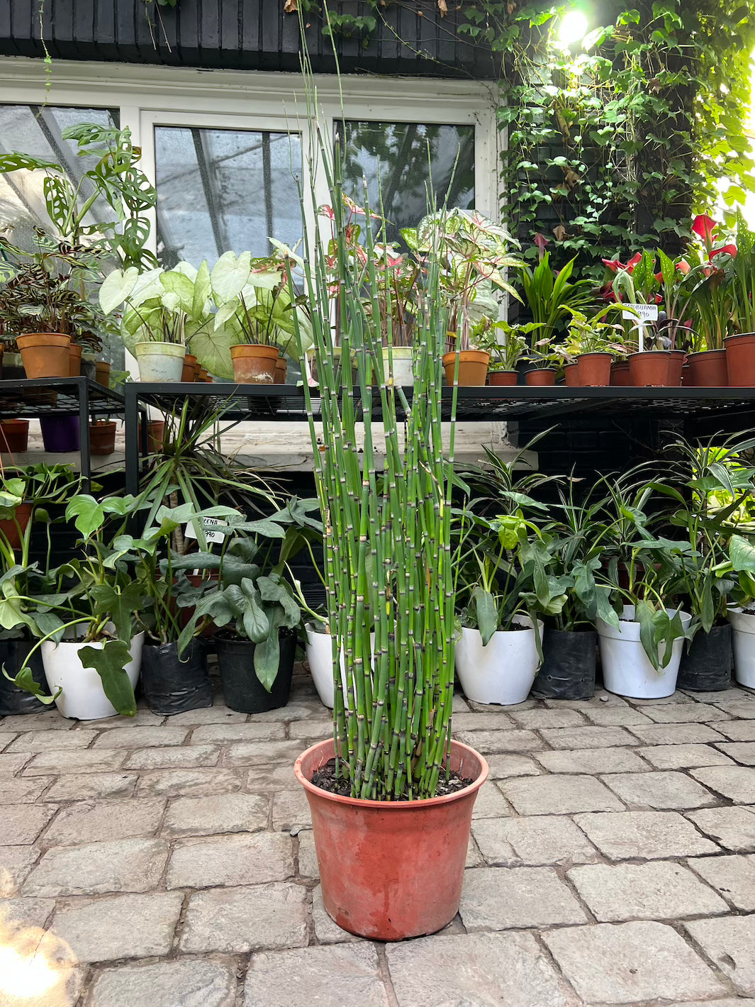 Equisetum L - Macetero Plastico