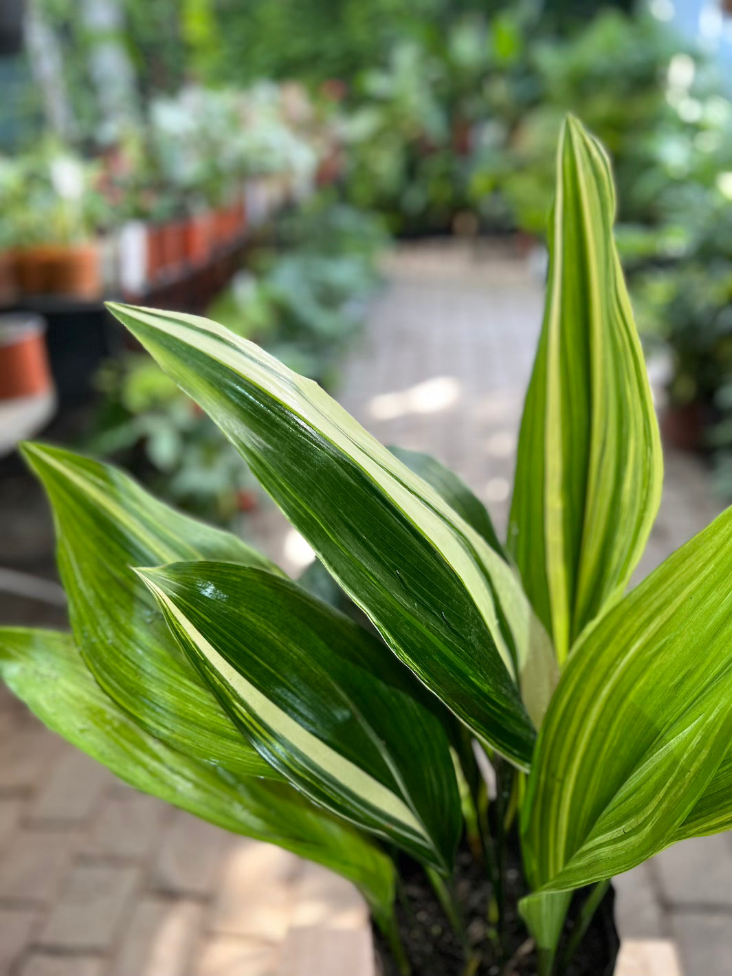 Aspidistra Variegada - Macetero Plastico
