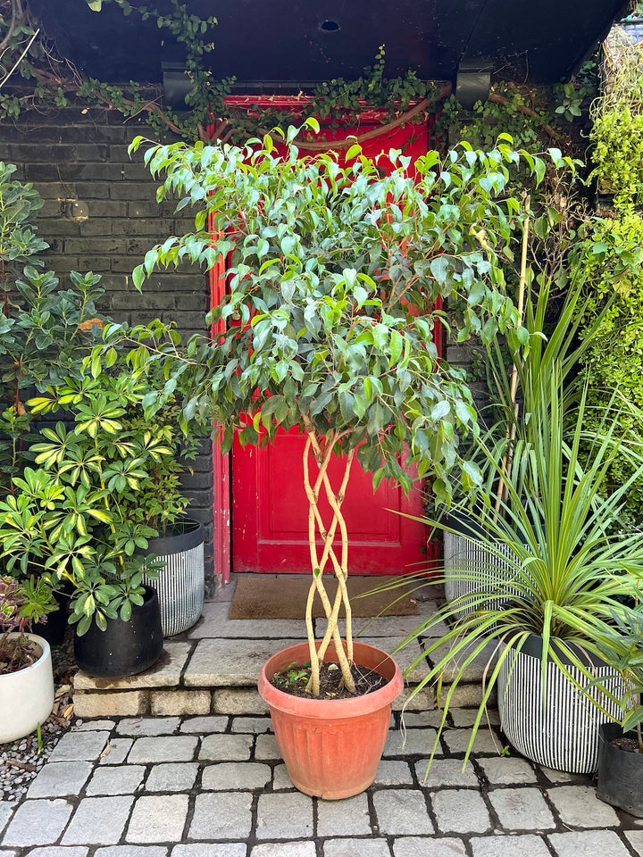 Ben XXL (Ficus Benjamina Enlazado)