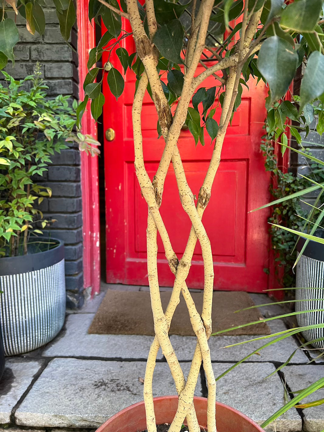 Ben XXL (Ficus Benjamina Enlazado)